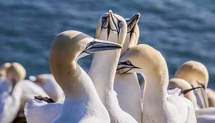 黄色动漫官网64位