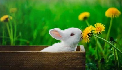 情蛊沈见青小说操作手册